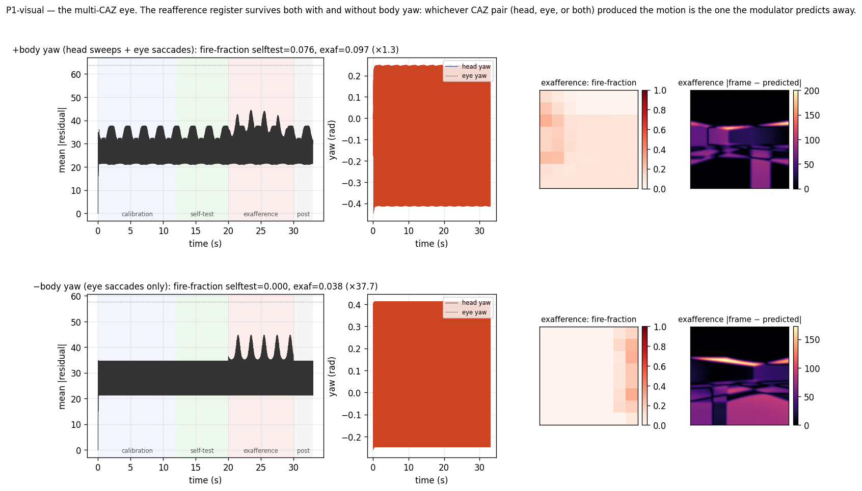 P1-visual — multi-CAZ eye, ±body yaw. Two-row figure: top row +body yaw (residual time-series, head/eye yaw schedules, exafference fire-fraction heatmap, exafference |residual| frame); bottom row −body yaw (the same panels). The −body-yaw row has a clean central residual blob over the object; the +body-yaw row has residuals spread along wall edges